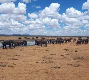 Wasserloch mit Elefanten