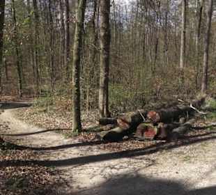 Waldsportpfad im Wasenwald