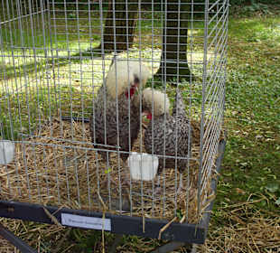 Hahnaustellung im Park