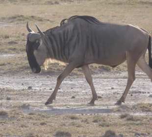 Gnu