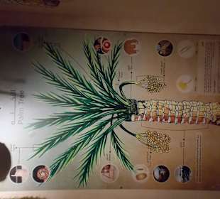 Экспонат исторического музея Шарджи