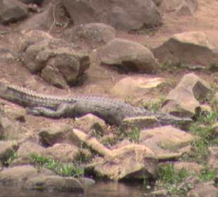 Krokodil in Mzima Springs