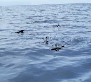 Whale Watching Costa Adeje