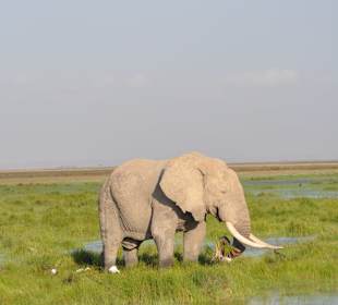 Amboseli 