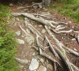 Eichhörnchenweg St.Magdalena - Kradorfer Alm