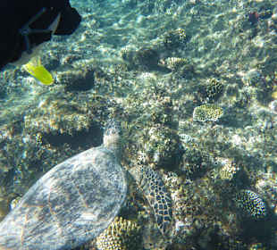 Schnorcheln Marsa Alam