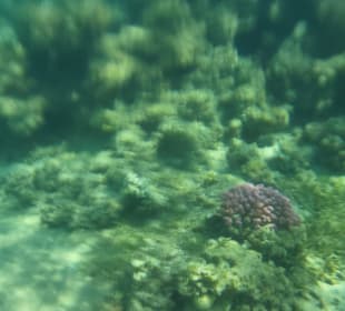 Schnorcheln Abu Soma