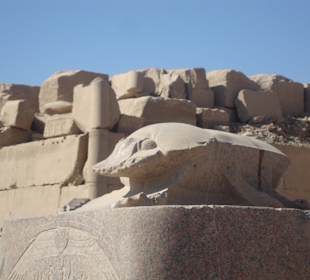 Glückskäfer im Karnak Tempel