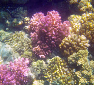 Bunte Korallen