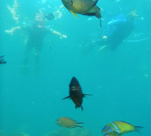 Unterwasserwelt bei Tarjalejo / Fuerteventura