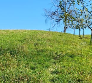 Durch die Wiese bergauf