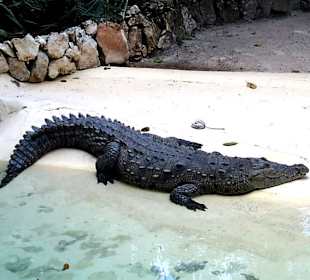 Manati Park, Krokodil