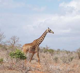 Elegant giraffe in tsavo east