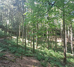 Kirkeler Felsenpfad