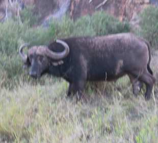 Büffel