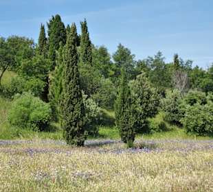 Blühende Wiesen am Ufer des Lac de la Raho