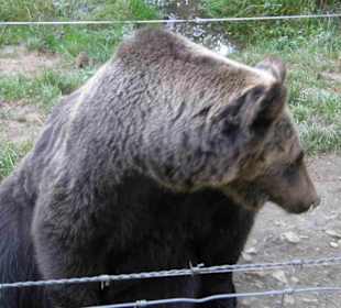 Hochwildschutzpark: Bär im Gehege