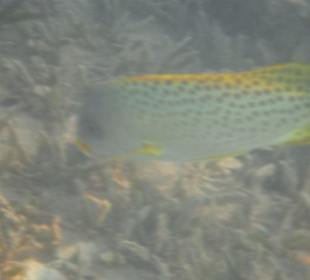 Schwarztupfen - Süßlippe am Hausriff