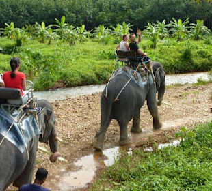 Elephant-Trekking