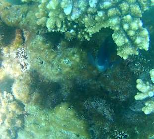 Schnorcheln Hurghada