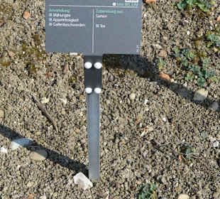 Hinweistafel zum eingepflanzten Kraut