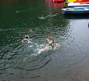 Enten