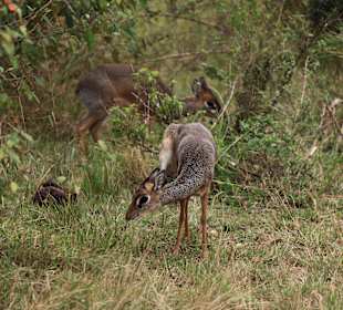 Masai Mara