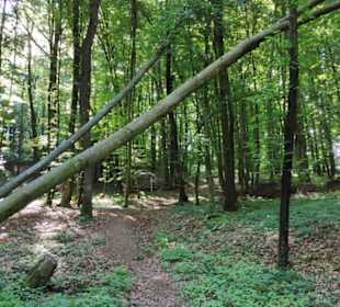 Waldlehrpfad