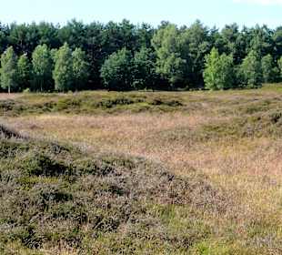 Impressionen vom Pestruper Gräberfeld