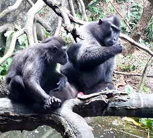 Singapur Zoo