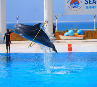 Delfin Show