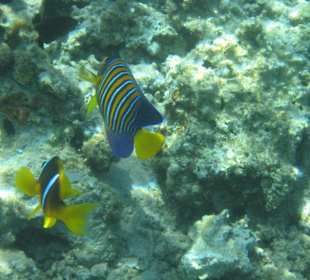 Hotel Al Nabila Grand Makadi