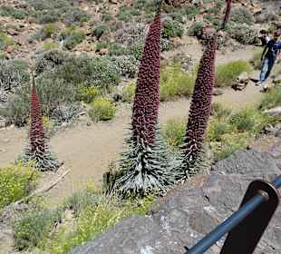 Parque Nacional del Teide