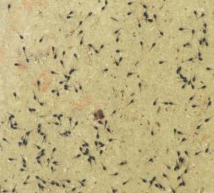 Kaulquappen im Wasser einer Sinterterrasse