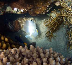 Wieder ein Alpino Doktorfisch