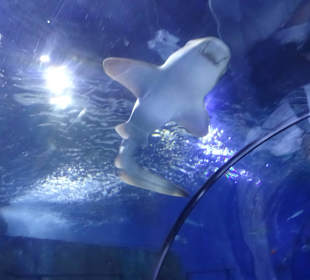 Hai im Aqurium