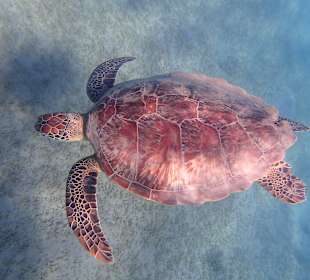 Schnorcheln Marsa Alam