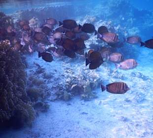 В лагуне у отеля.