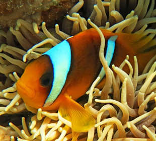 Schnorcheln am Hausriff