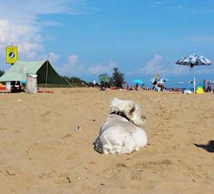 Am Hundestrand freier Bereich
