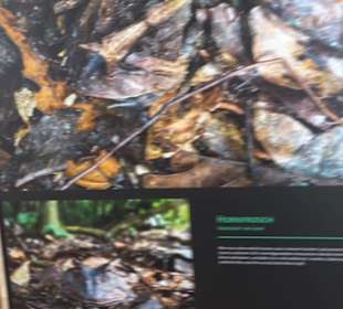 Museum für Ur- und Frühgeschichte