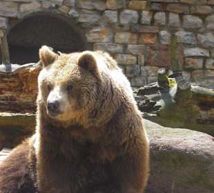 Braunbär