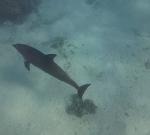 Einmalie Erlebnisse mit Mo´s Delfinen