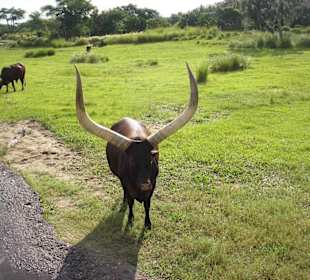 Sehr nah kommen die Tiere an die Wagen