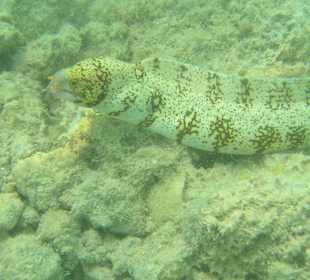 Direkt am Hausriff beim Schnorcheln aufgenommen