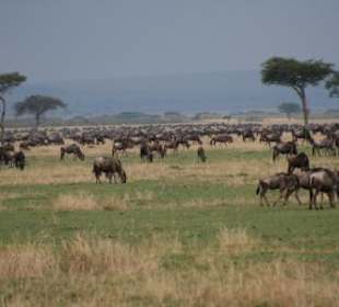 Grenze zur Serengeti