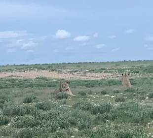 Löwen