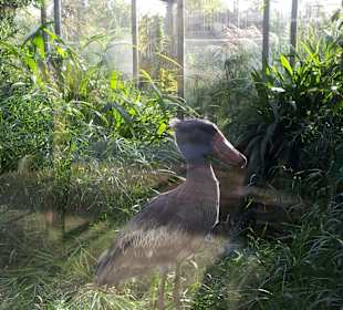 Lustiger Vogel