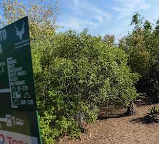 Krüger Nationalpark