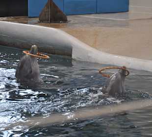 Delfinarium w Warnie